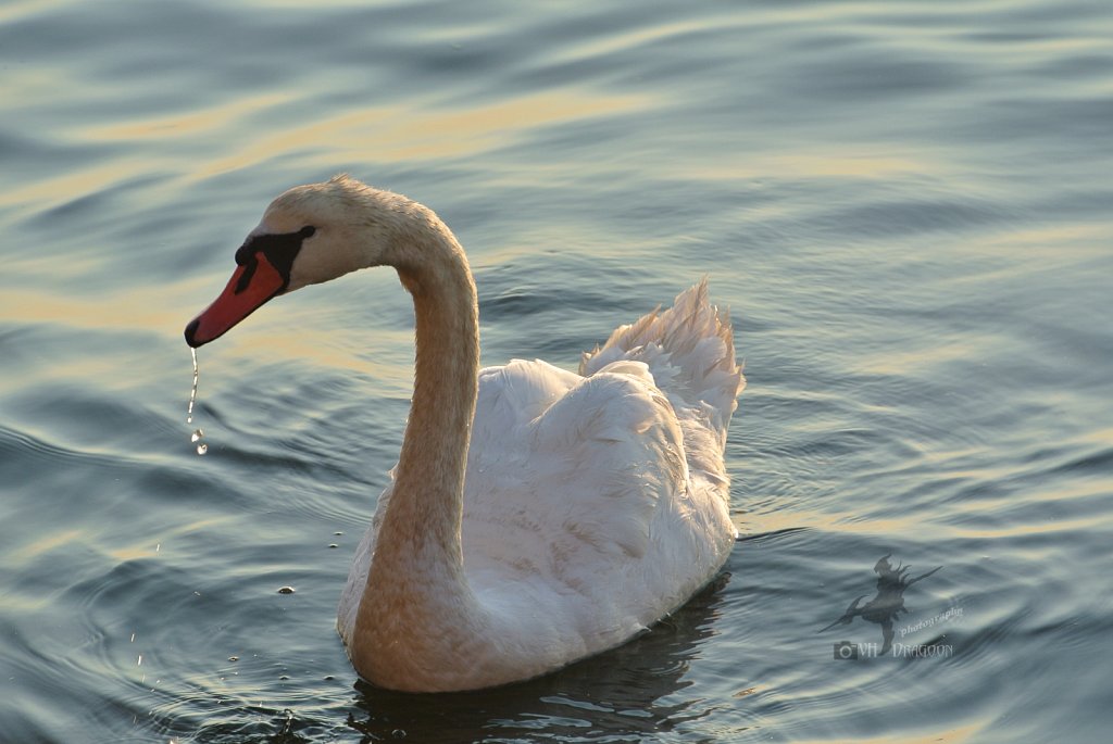 Wonder Swan